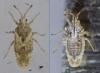 Tingis sp.